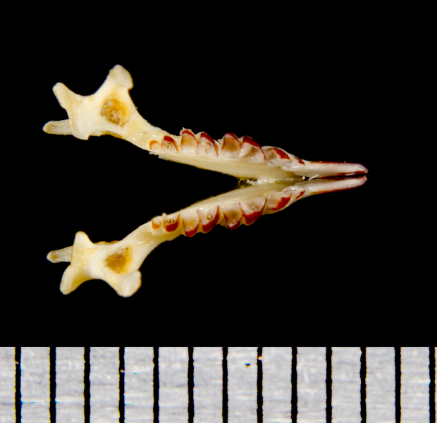 lower_dorsal8542