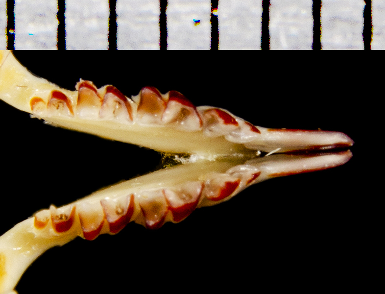 Deuterostomia