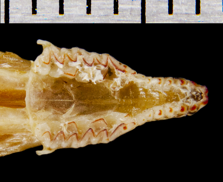 Vertebrata