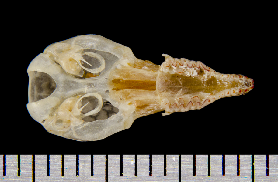 ventral8546