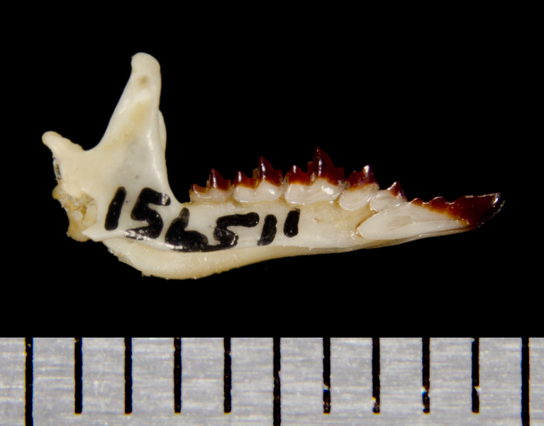 Euteleostomi