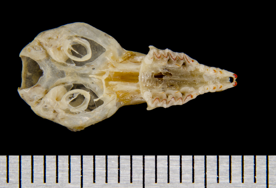 Eumetazoa