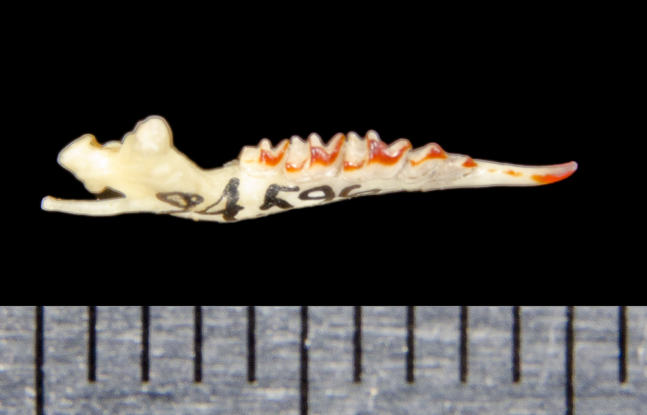 Vertebrata