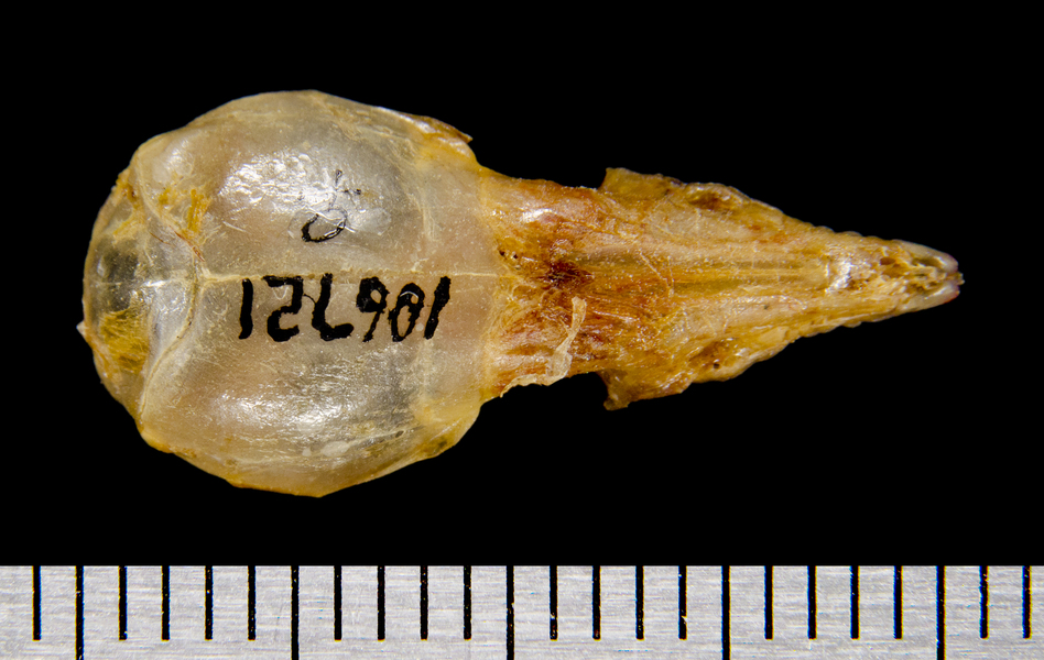 dorsal8576