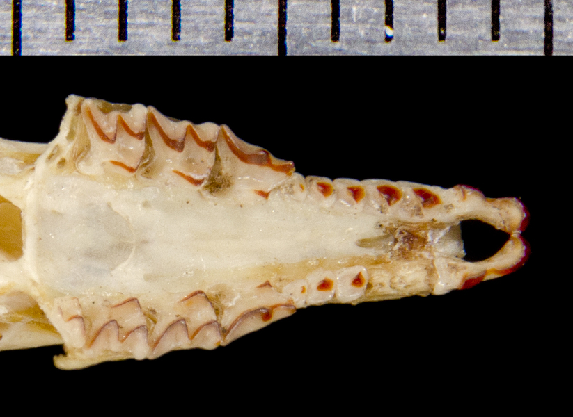 Euteleostomi