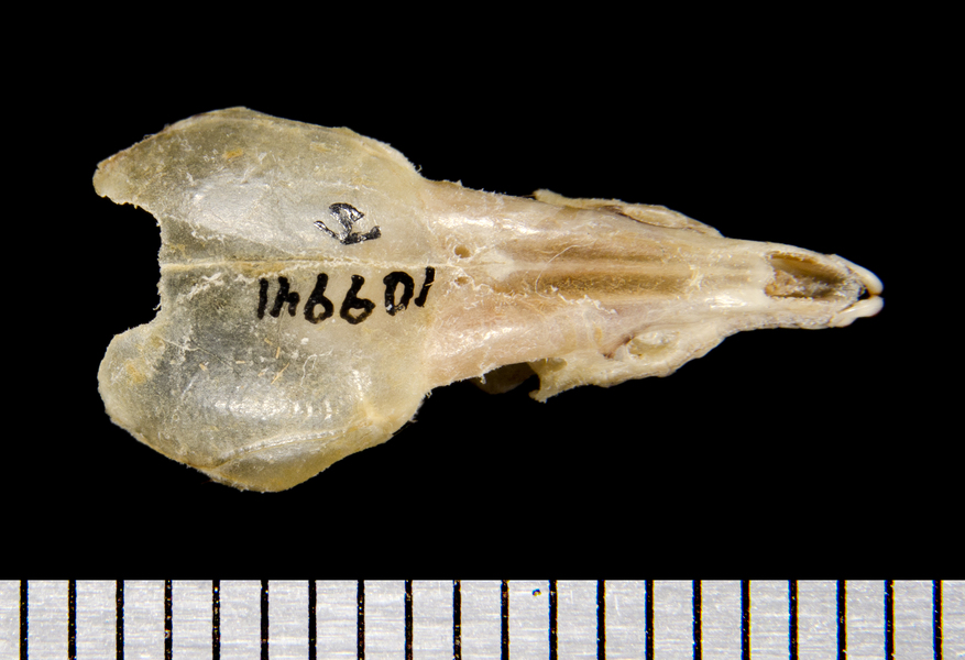 dorsal8602