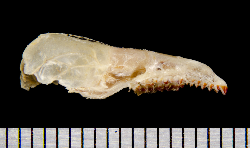 Euteleostomi