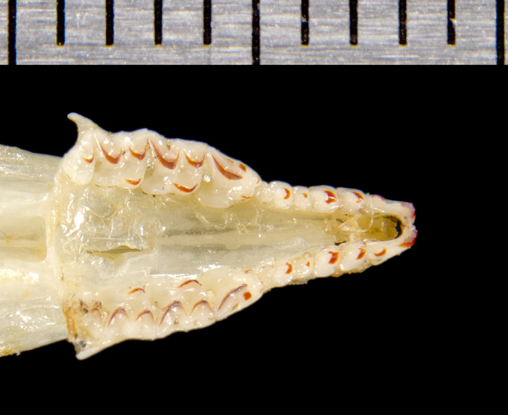 Vertebrata