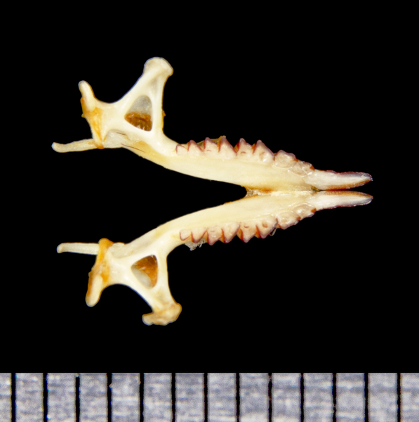 lower_dorsal8627