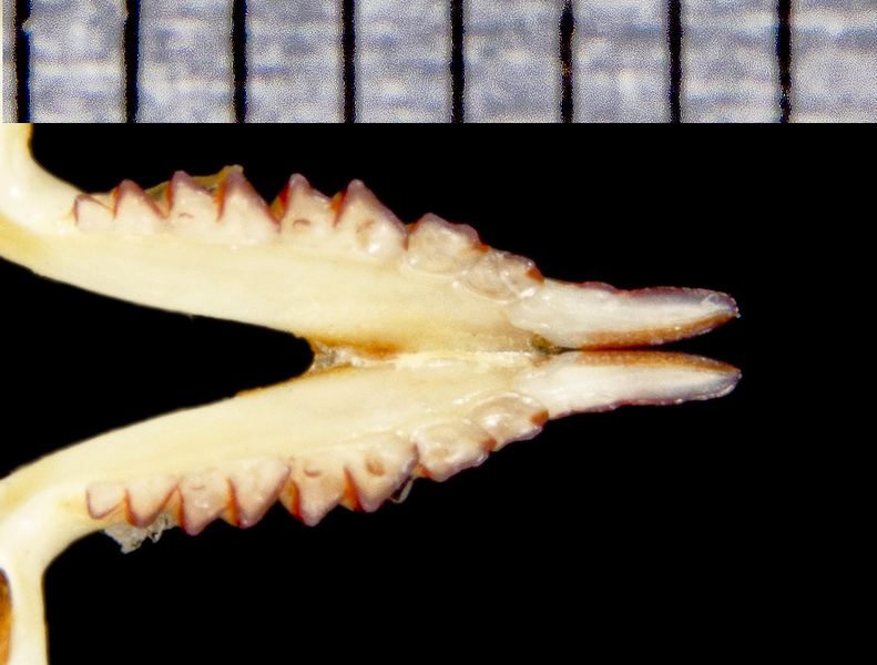 Euteleostomi