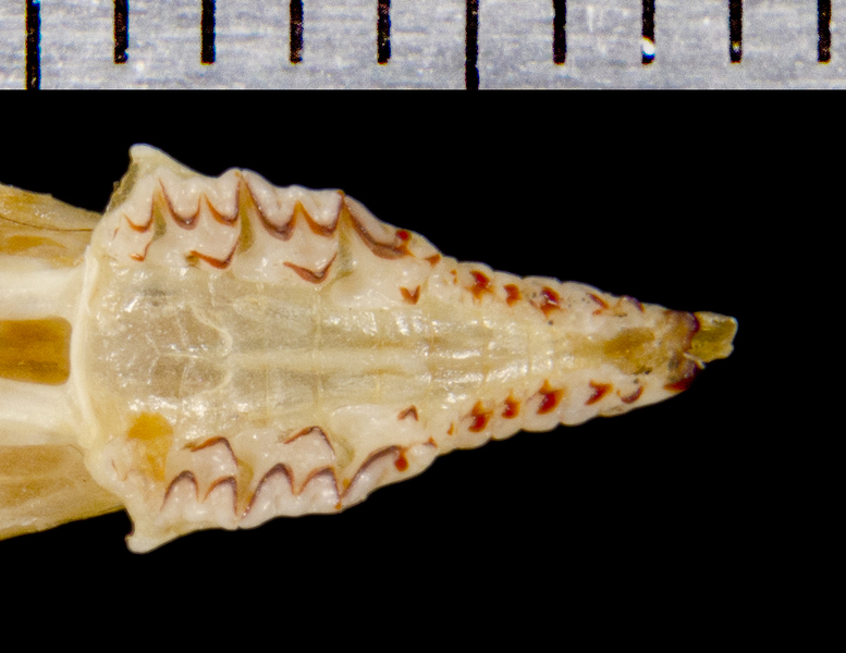 Euteleostomi