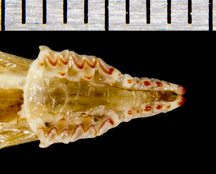 Deuterostomia