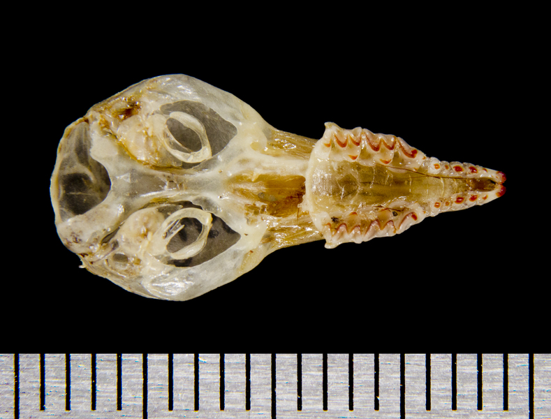 Euteleostomi