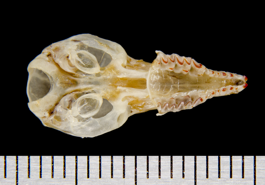 ventral8590