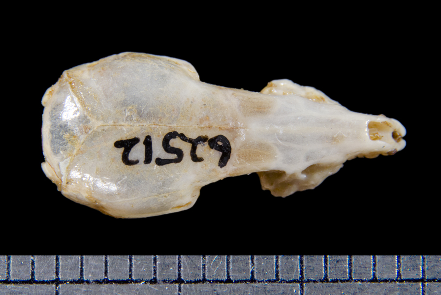 dorsal6155