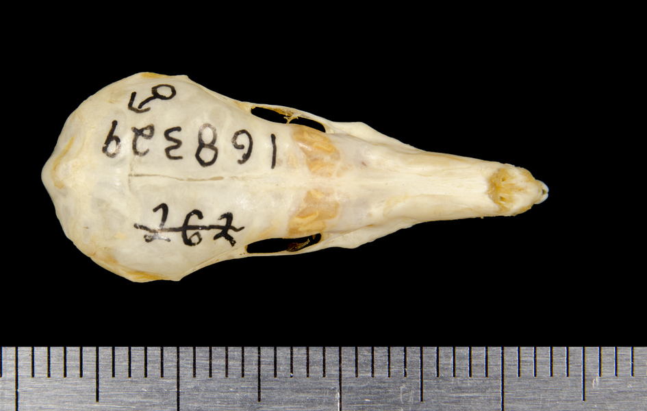 dorsal8645