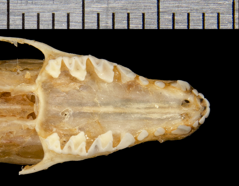 Craniata