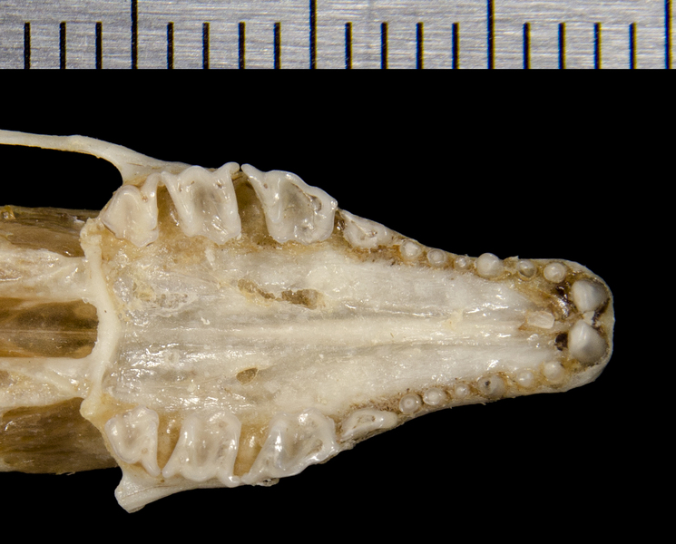 Craniata