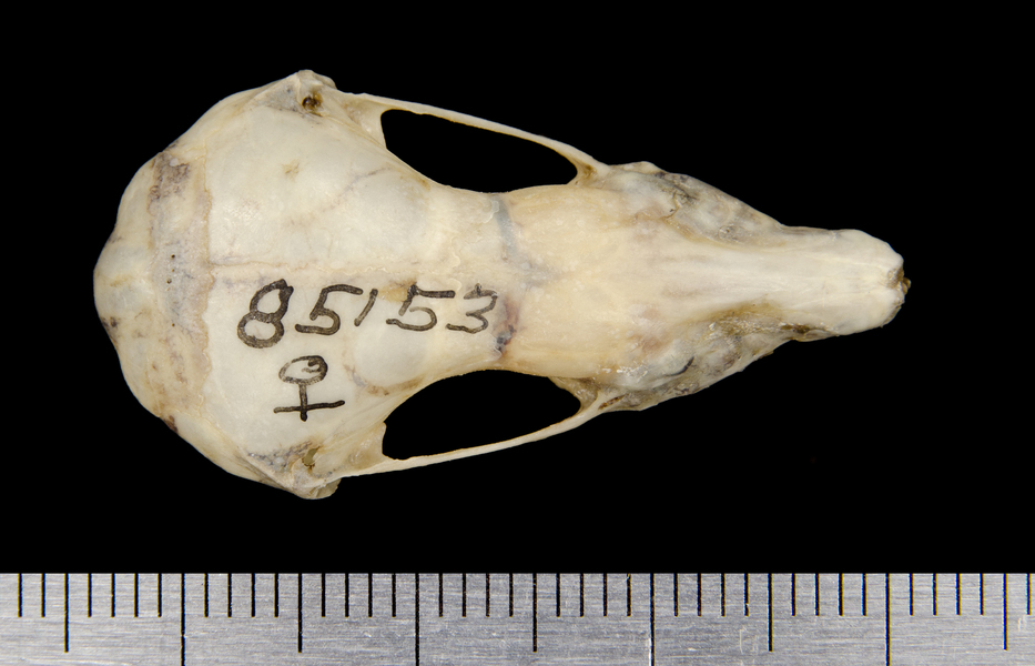 dorsal8656