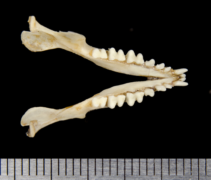 lower_dorsal8659