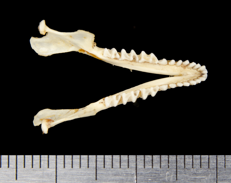 lower_dorsal8672