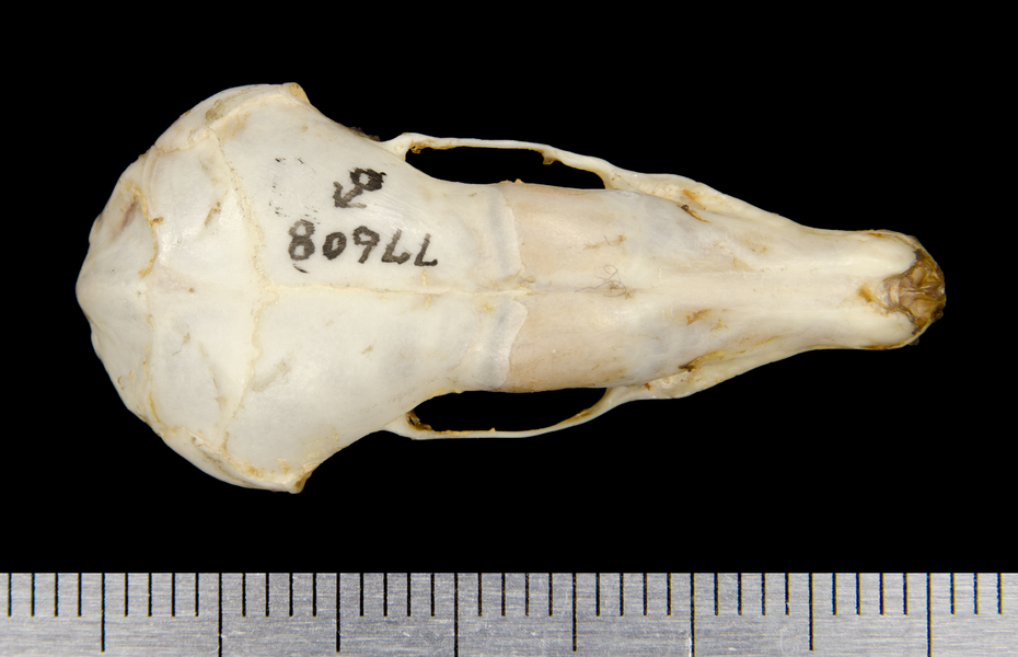 dorsal8685