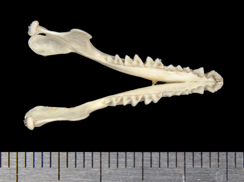 lower_dorsal8683