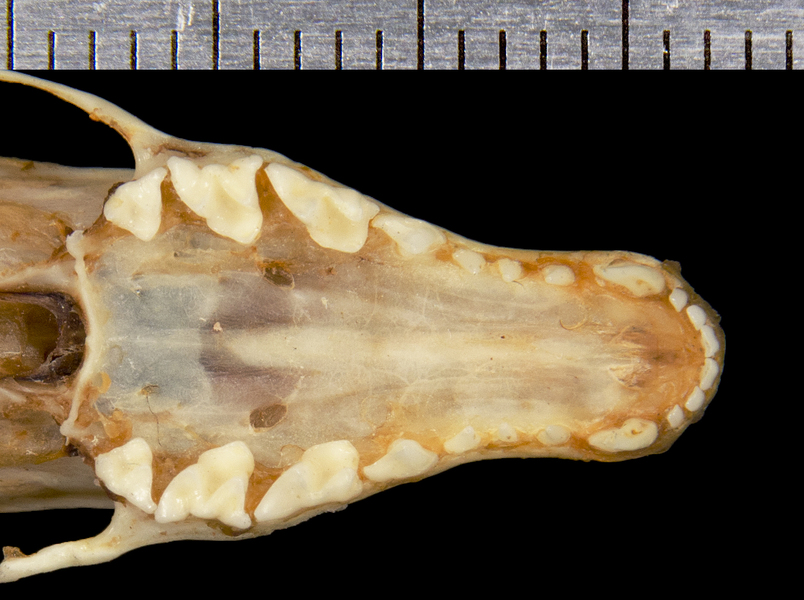 Craniata