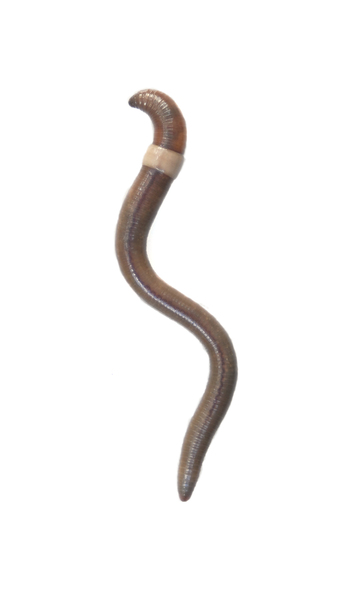 earthworm0892