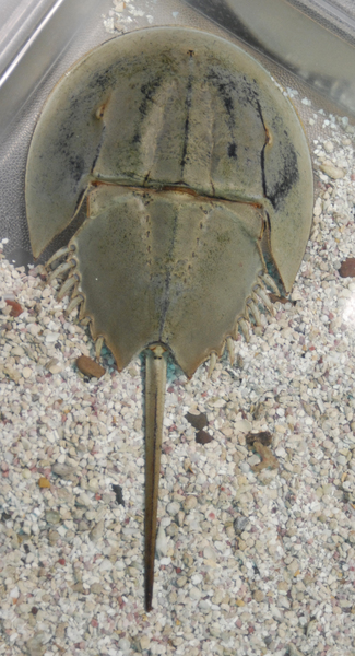 Limulus