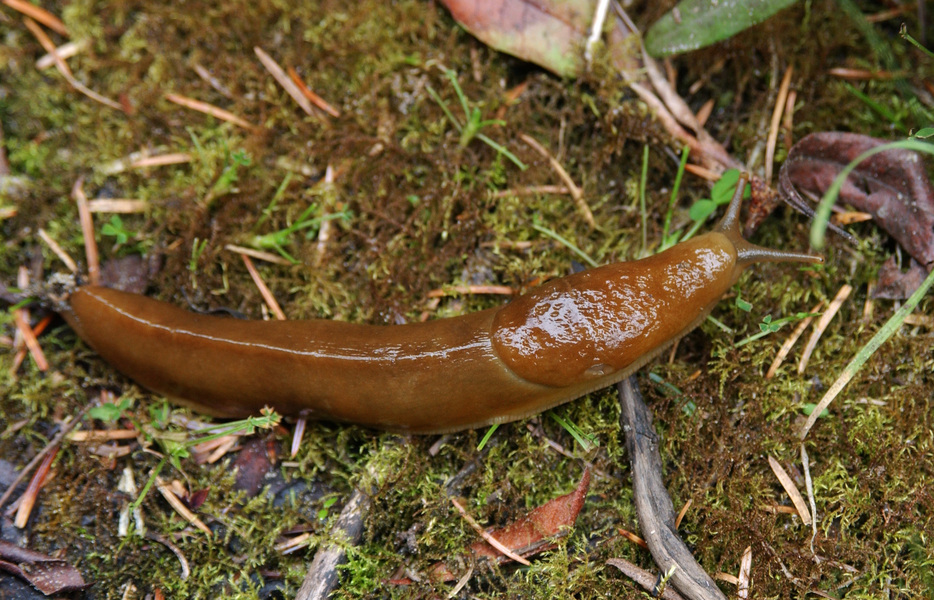 bananaslug7456