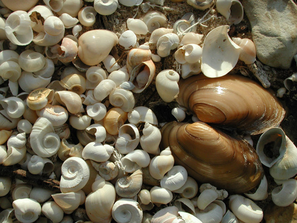 shells