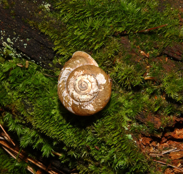 snail5694