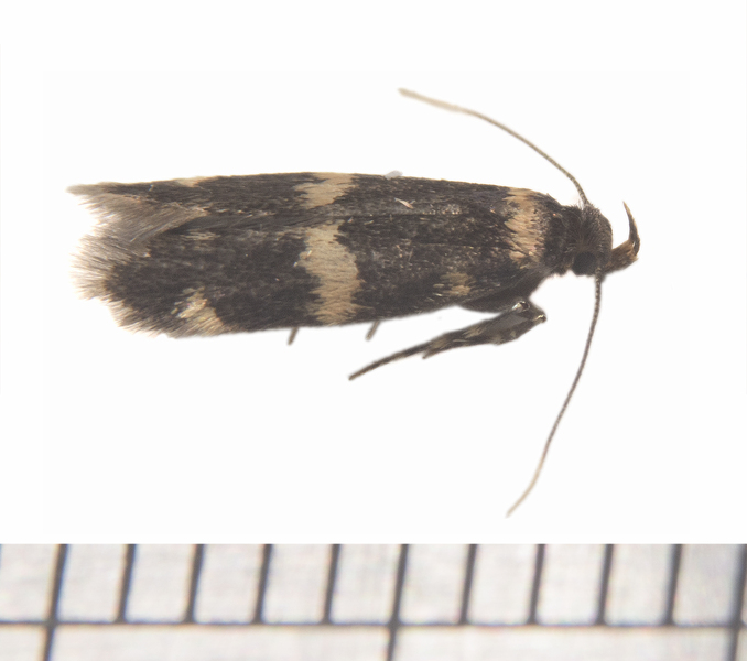 Oegoconia0822