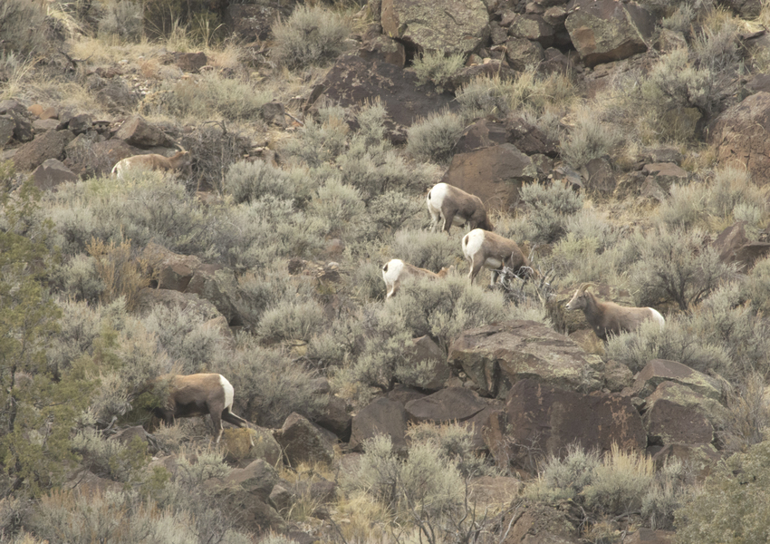 Ovis canadensis