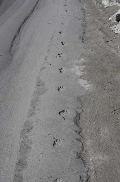 Canis latrans