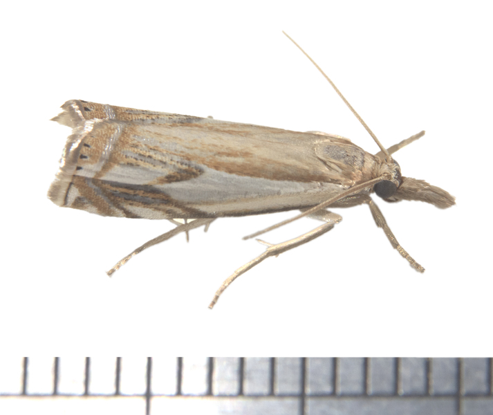 Crambus bidens