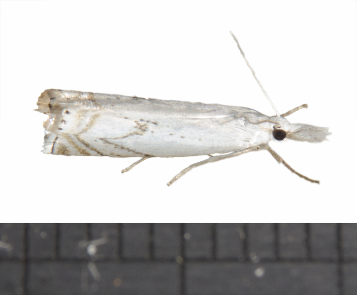 Crambus5140