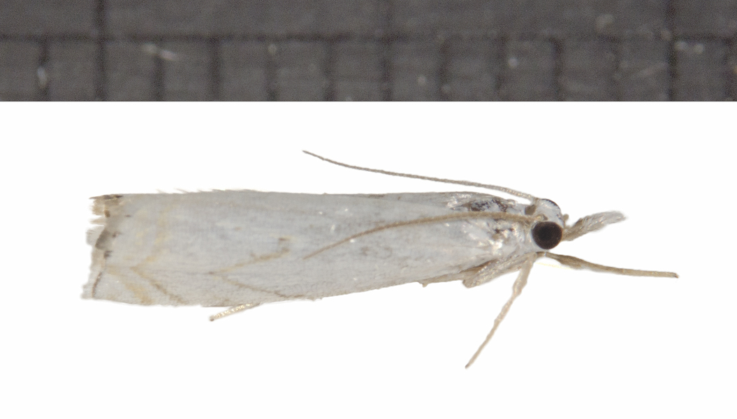 Crambus