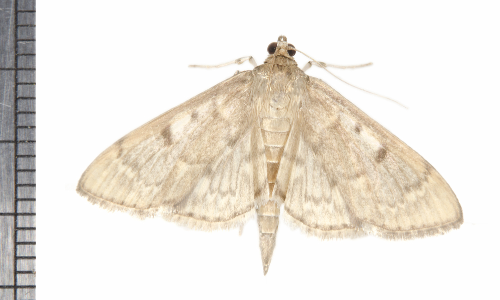 Herpetogramma0799