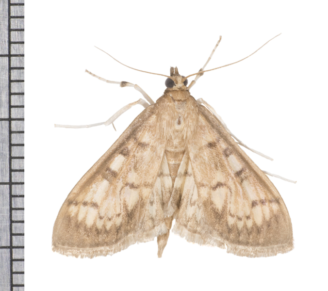 Herpetogramma thestealis