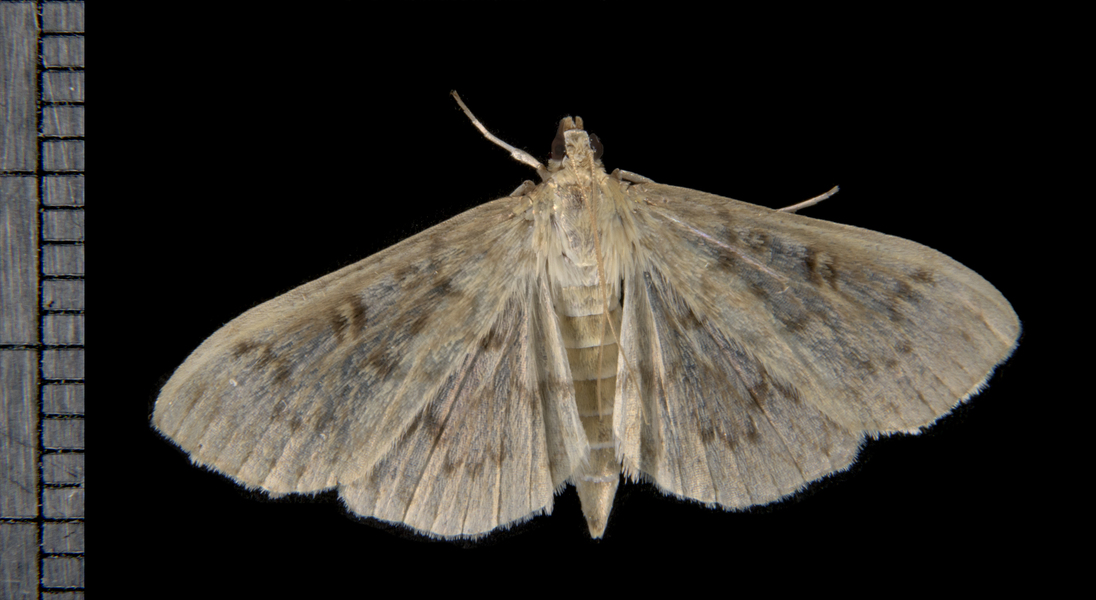 Herpetogramma3336