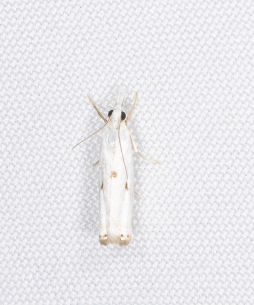 Microcrambus6970