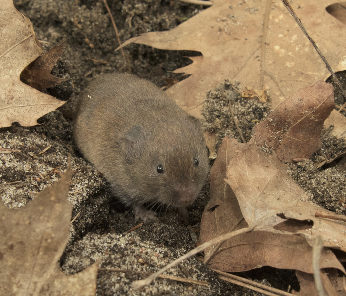 Microtus pinetorum