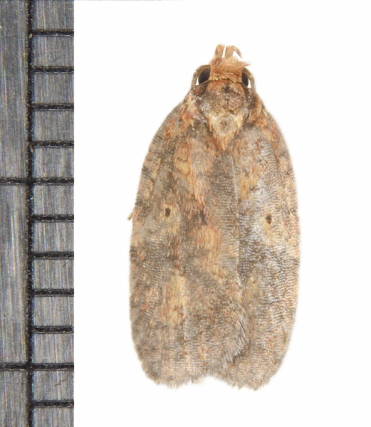 Agonopterix0912