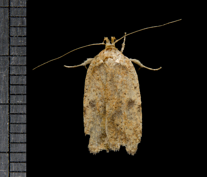 Agonopterix7716