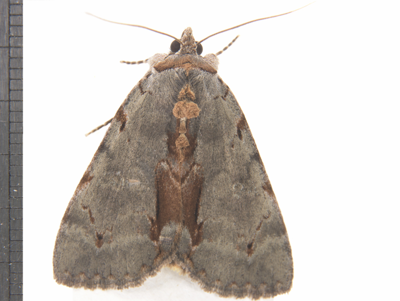 Noctuoidea