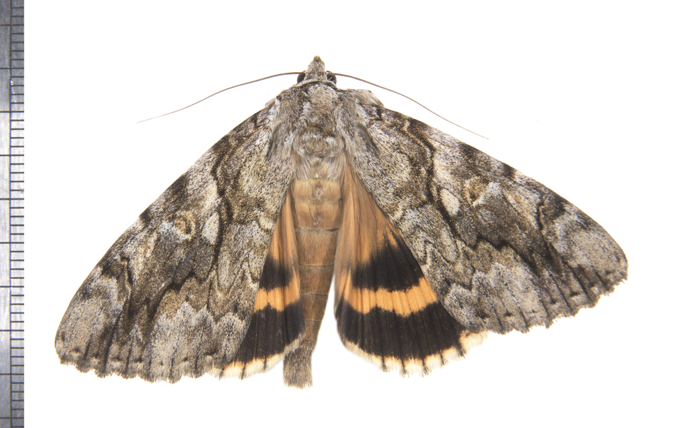 Noctuoidea