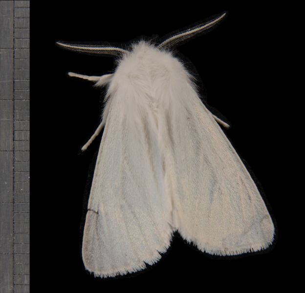 Spilosoma1152