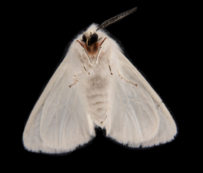 Spilosoma1153